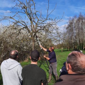 Taille des arbres fruitiers